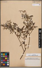 Foto von Salix capensis Thunb.